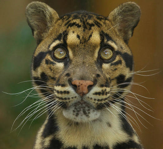 clouded-leopard-copyright-ania-jones 100