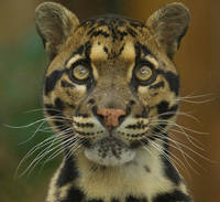 clouded-leopard-copyright-ania-jones 100