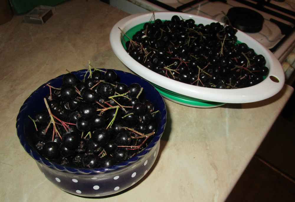 Черноплодка