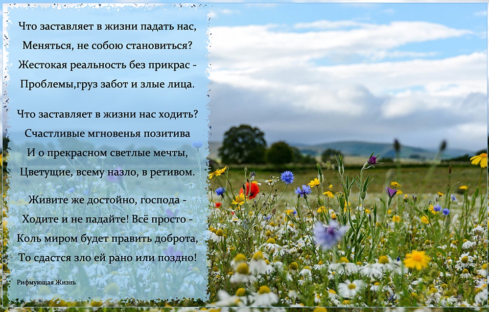 tsvety-polevye-maki-pole-lug-priroda-vasilki-romashki