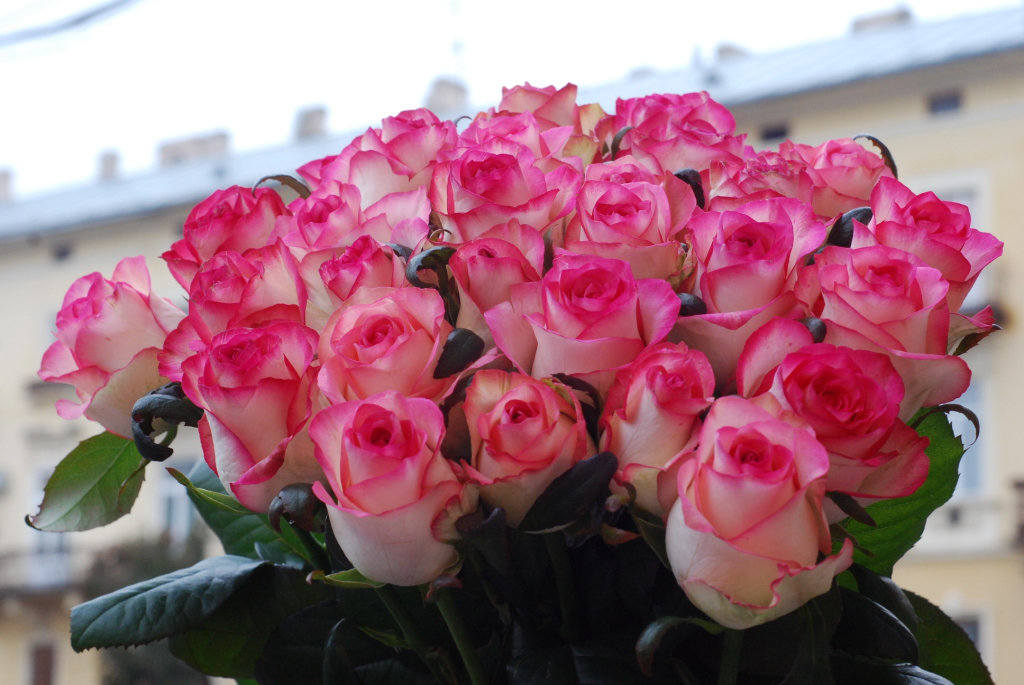 buket-roz-dzhumiliya