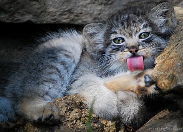 my leg is sooo tasty by allerlei d54tnak-fullview 100