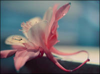 фото Джулианы Нан17