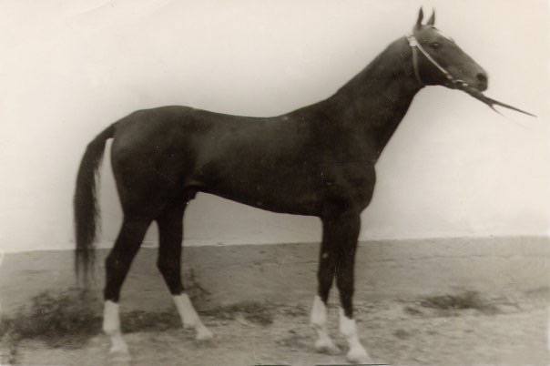 гелишикли