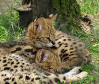 sure feels like love by mouselemur dbc3ynt-fullview 100