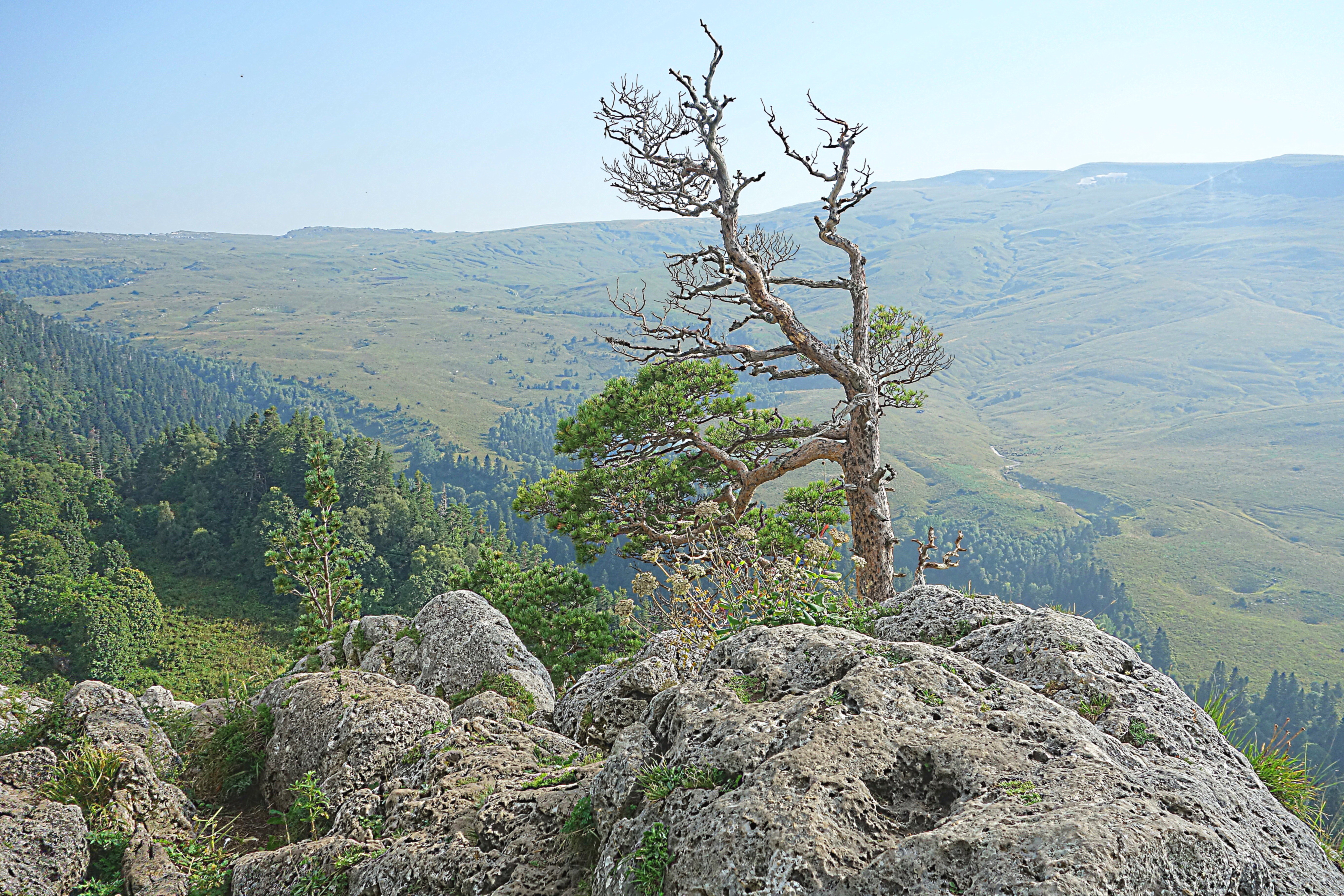 Вид на плато Лагонаки - объект ЮНЕСКО. Фото Морошкина В.В.