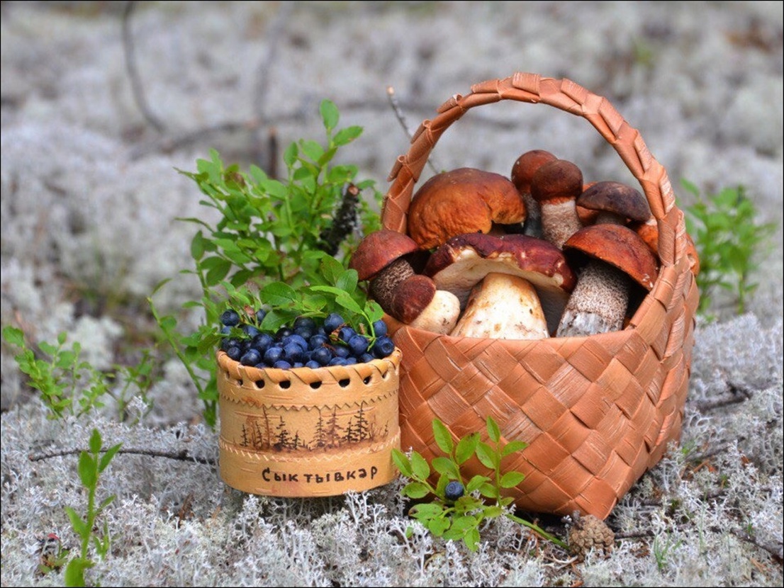 Свежие грибы и ягоды. Лесные дары. Корзина с грибами и ягодами. Лес грибы ягоды. Дары леса грибы.