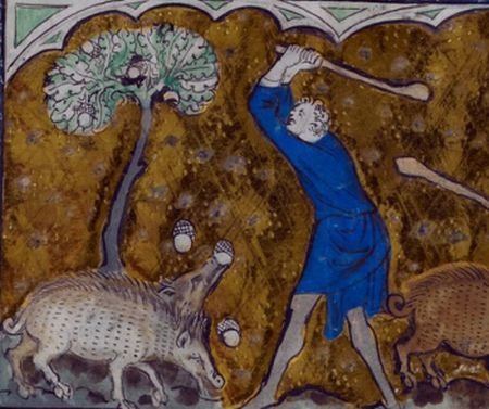 Medieval-Pigs