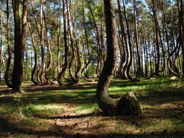 crooked-forest-011