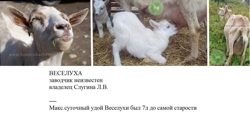 Кеша мм Веселуха loralex