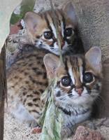 anak kucing hutan кро 100