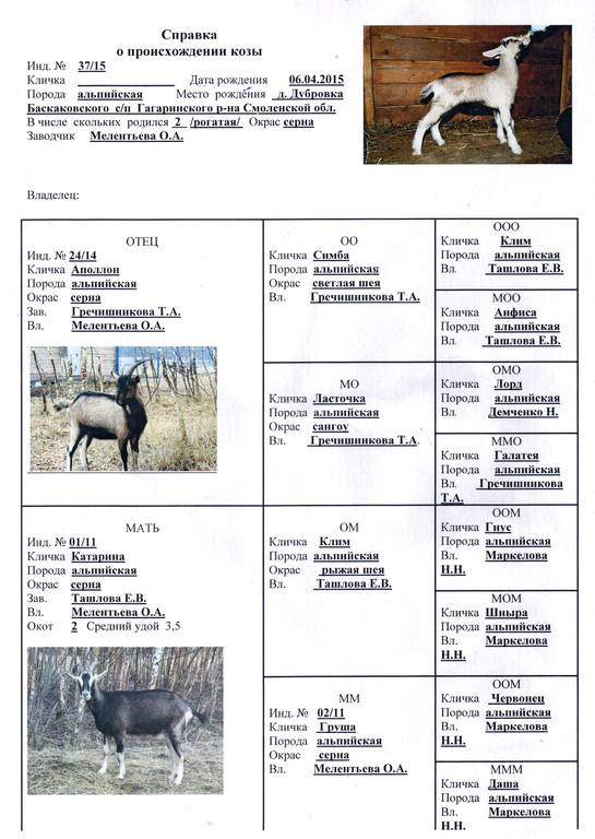 Имя козы. Справка о происхождении козы. Паспорт козы. Родословная коз. Имя для козы.