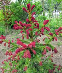 el-obyknovennaya-ridal-picea-abies-rydal