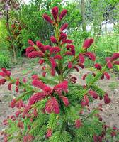 el-obyknovennaya-ridal-picea-abies-rydal