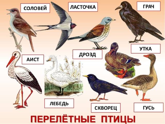 20 сентября - День улетающих птиц