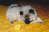 VFL.RU - ваш фотохостинг