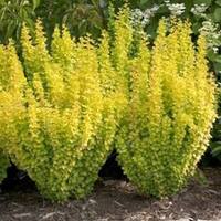 barbaris tunberga golden roket berberis thunbergii golden rocket 2l p