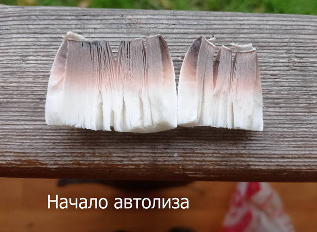 Навозник белый (2)