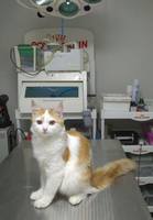 2021,09.18 прием котенок