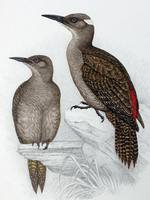 Neogeocolaptes termitophilus