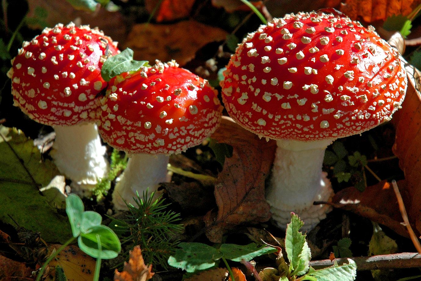 young fly agarics