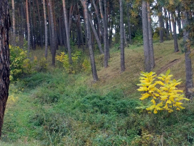 Белые акации в лесу