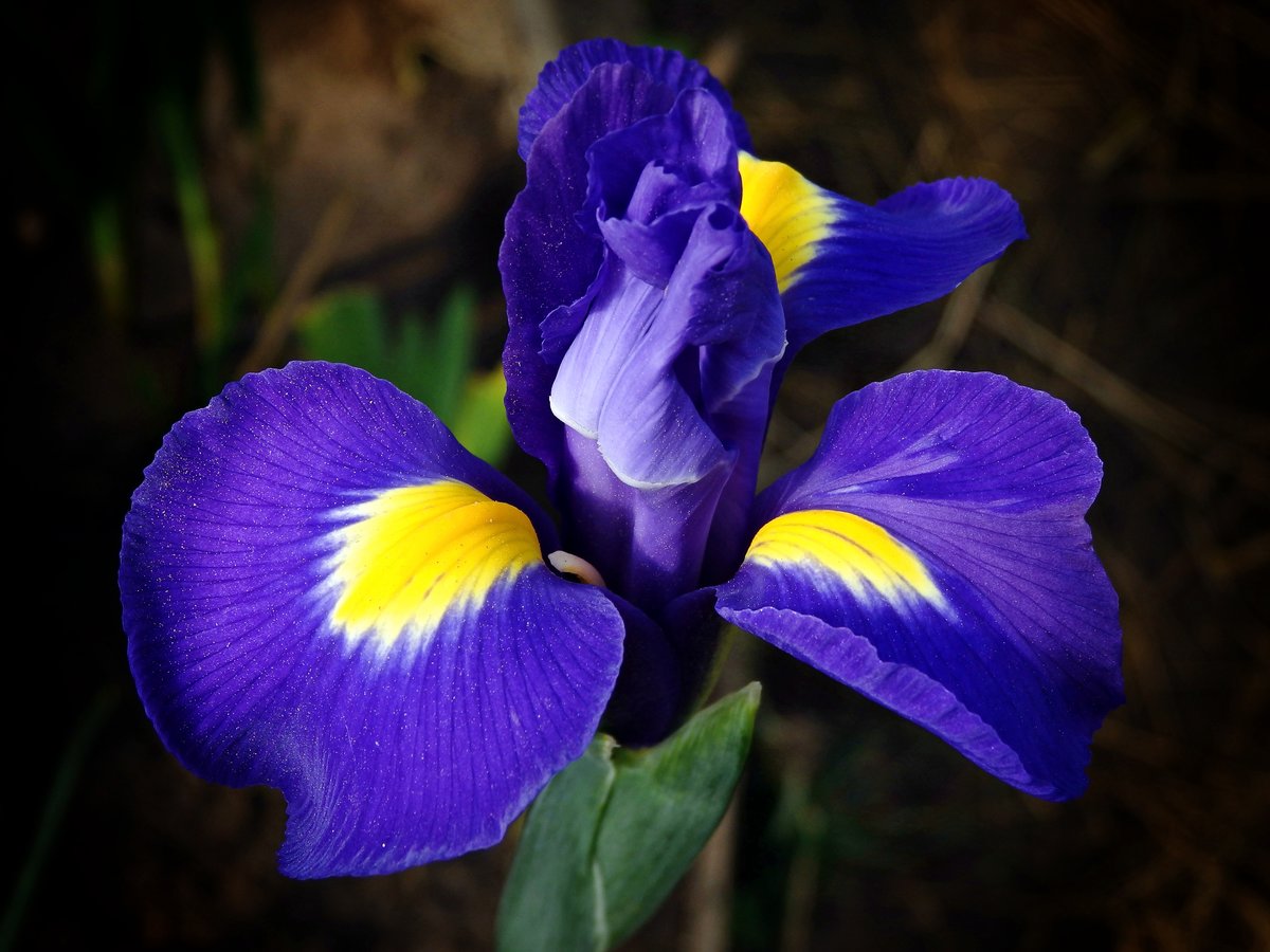 ris.-1-cvetenie-irisa