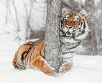 tree-hugger-siberian-style-d1708-wes-and-dotty-weber 100
