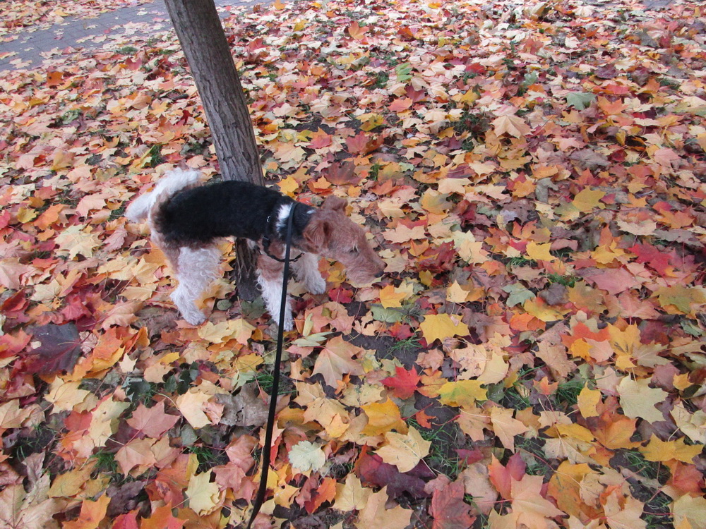 Петька в листьях писает