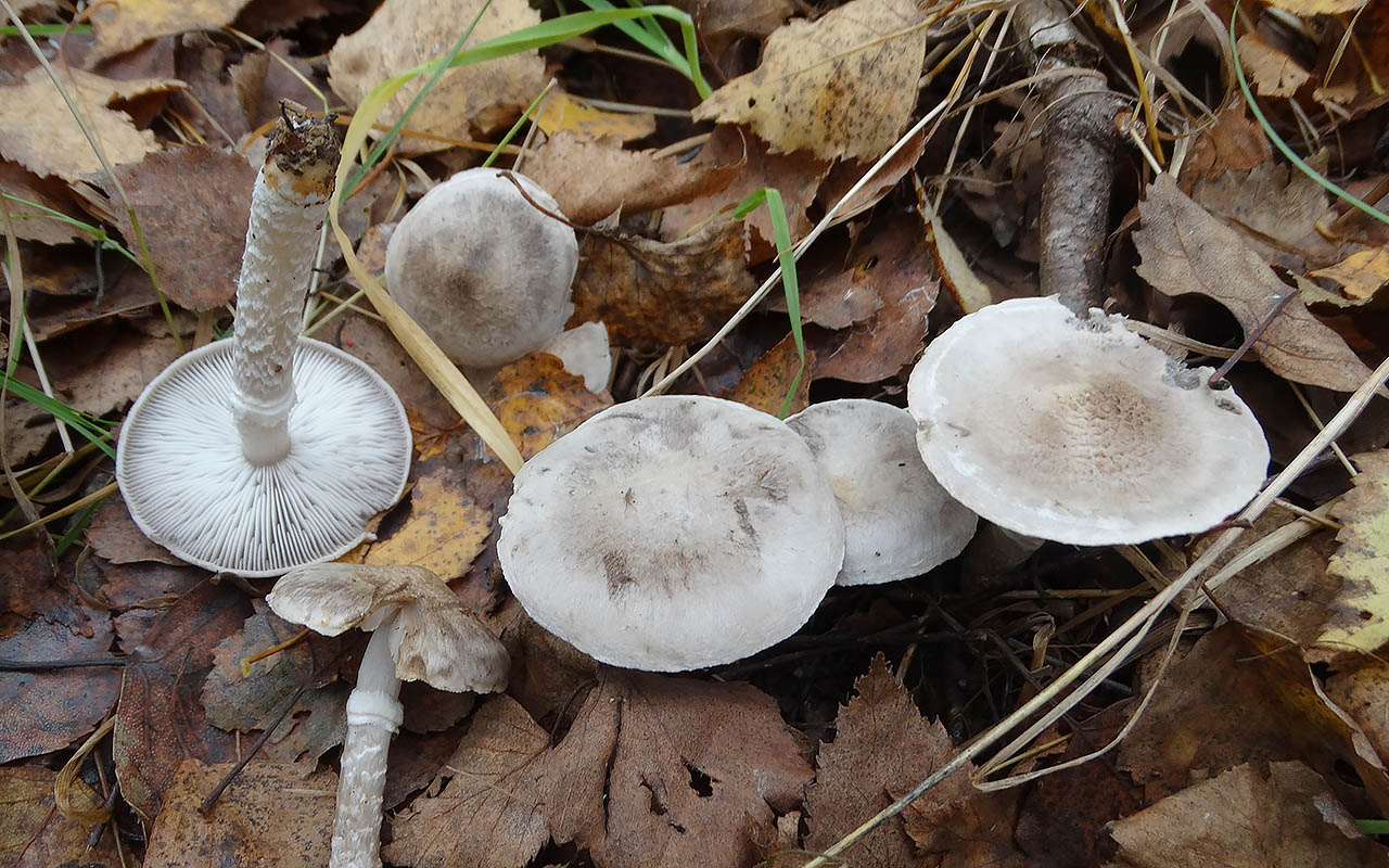 Рядовка опоясанная