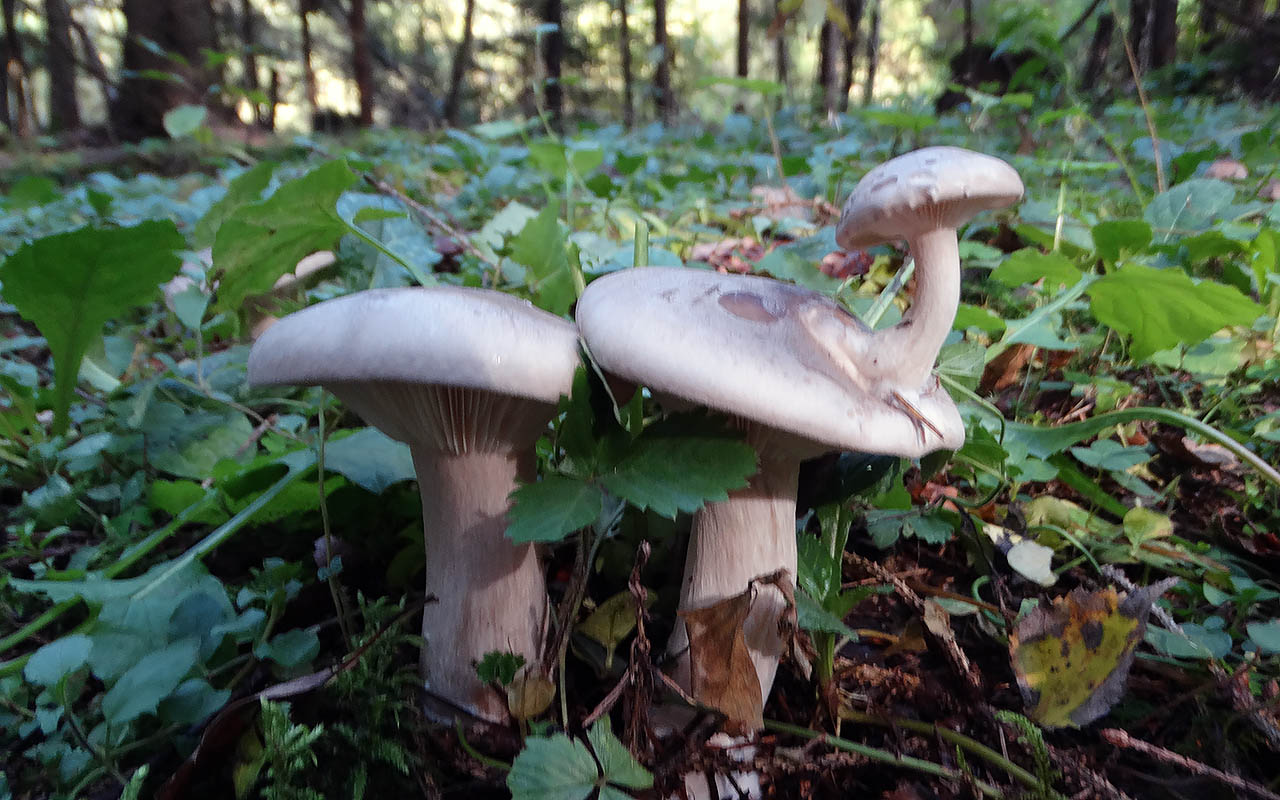 Рядовка фиолетовая