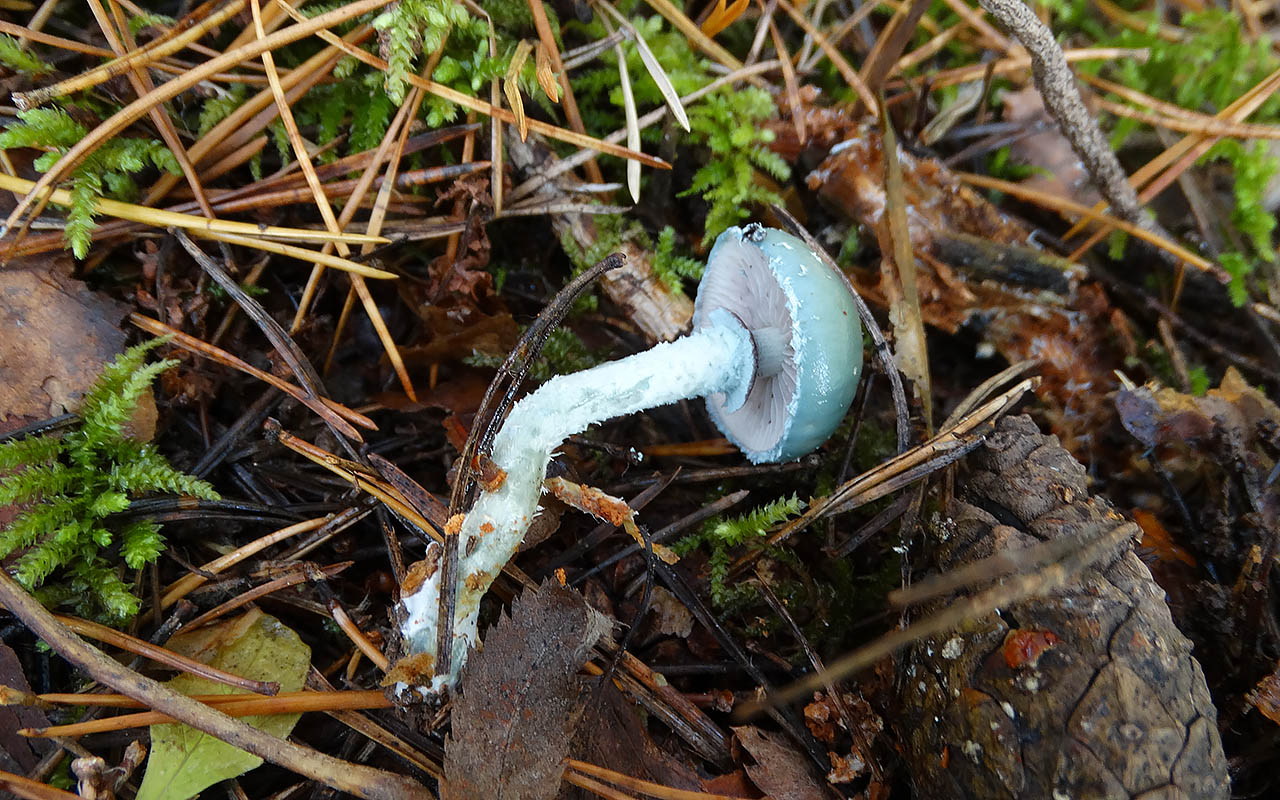 Строфария сине-зеленая