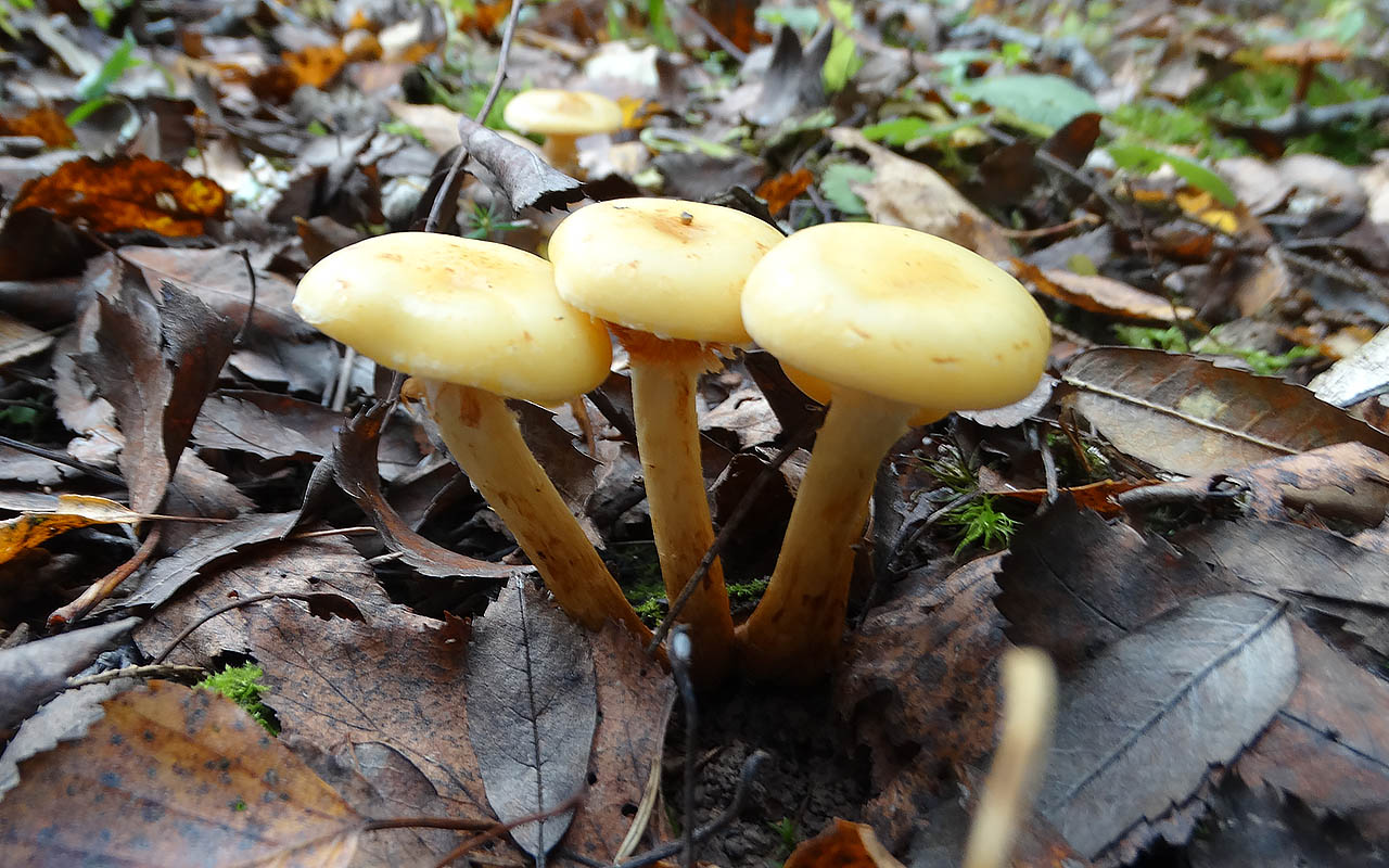 Чешуйчатка ольховая