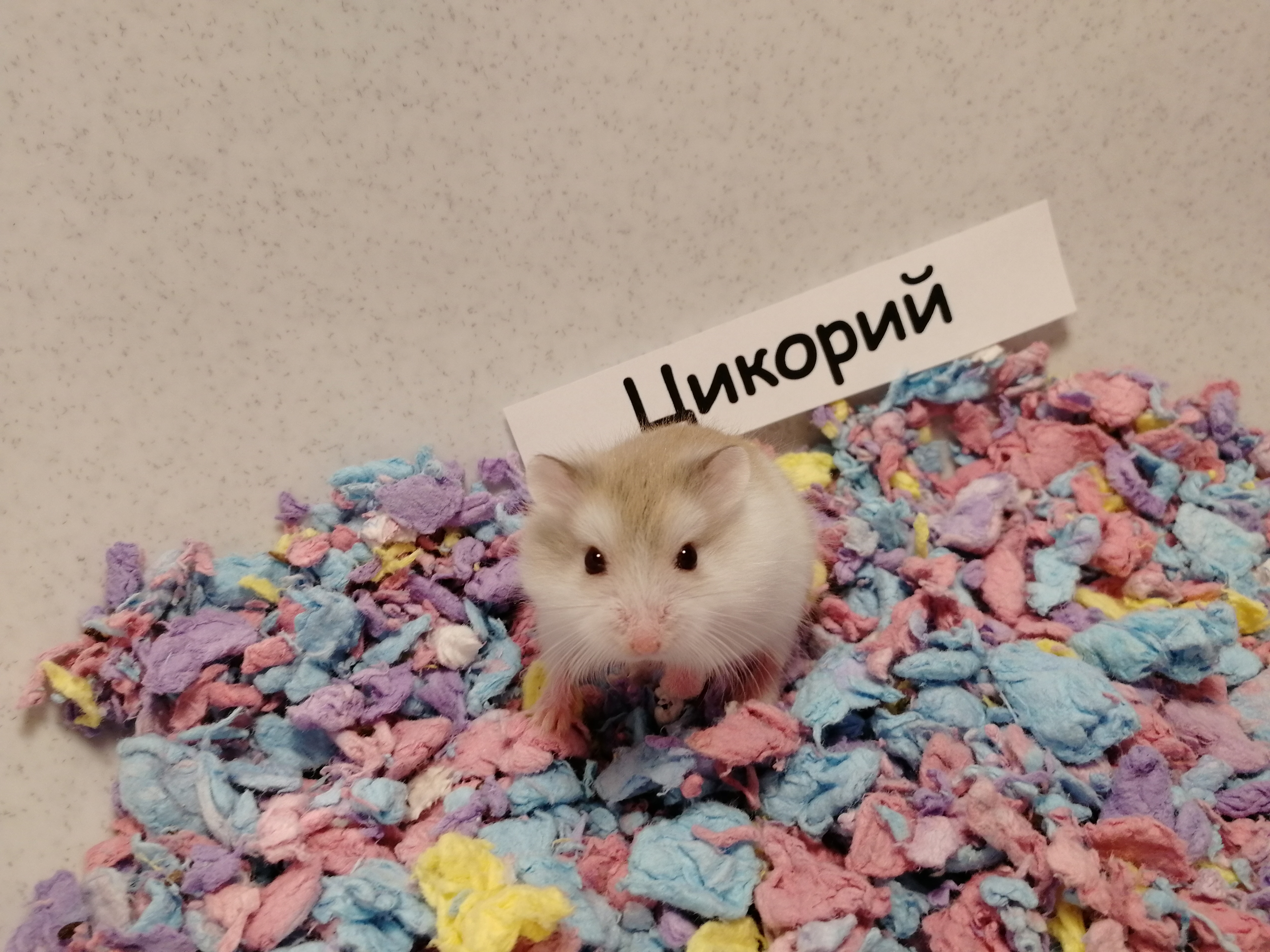 Цикорий