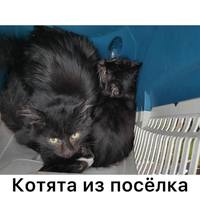 http://images.vfl.ru/ii/1633460057/d8acad3e/36138512_s.jpg