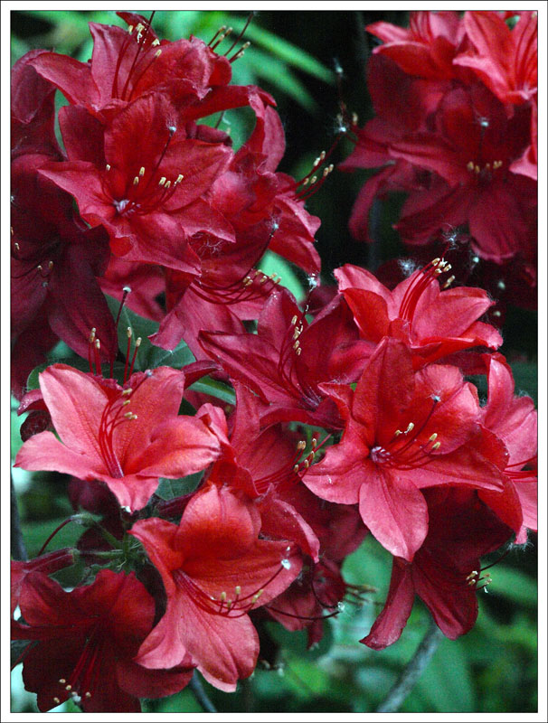 14-147 Rhododendron