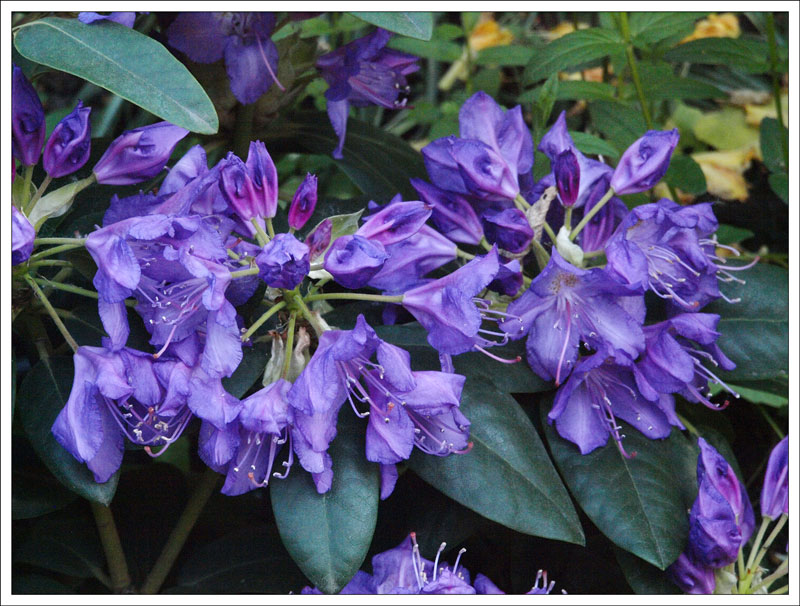 14-151 Rhododendron