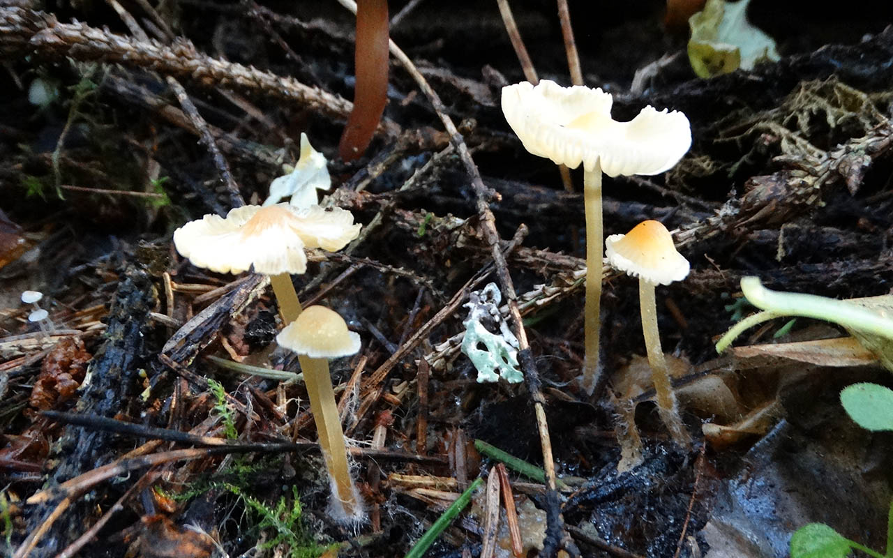 Мицена желтовато-белая