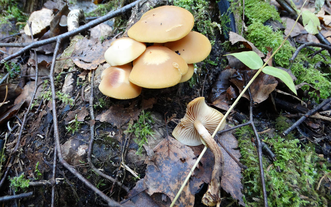 Опенок летний