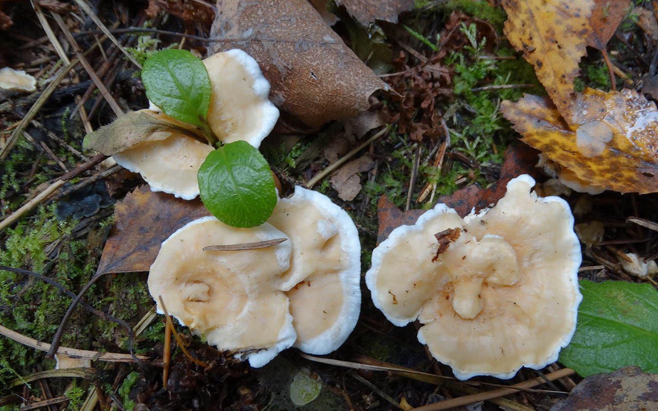 Систотрема сливающаяся