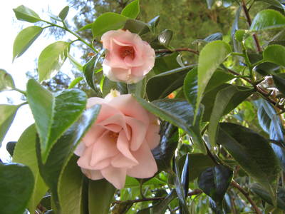 36163546_m.jpg