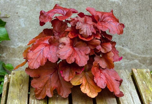 Heuchera-Fire-Alarm1 big