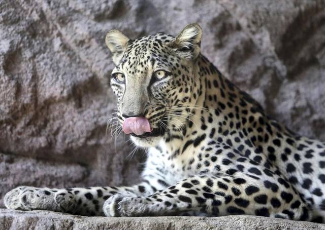 2-Arabian-leopard-1 100