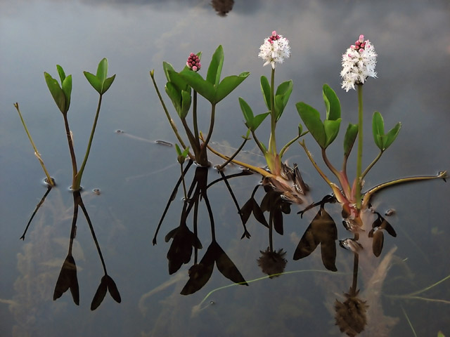 MenyanthesTrifoliata