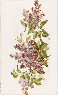 36227585_m.jpg