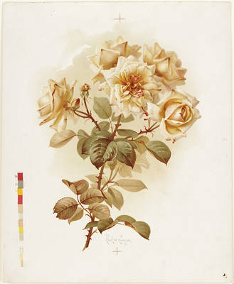 36227586_m.jpg