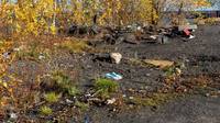 Петушки.Петрозаводск thence5. (104)