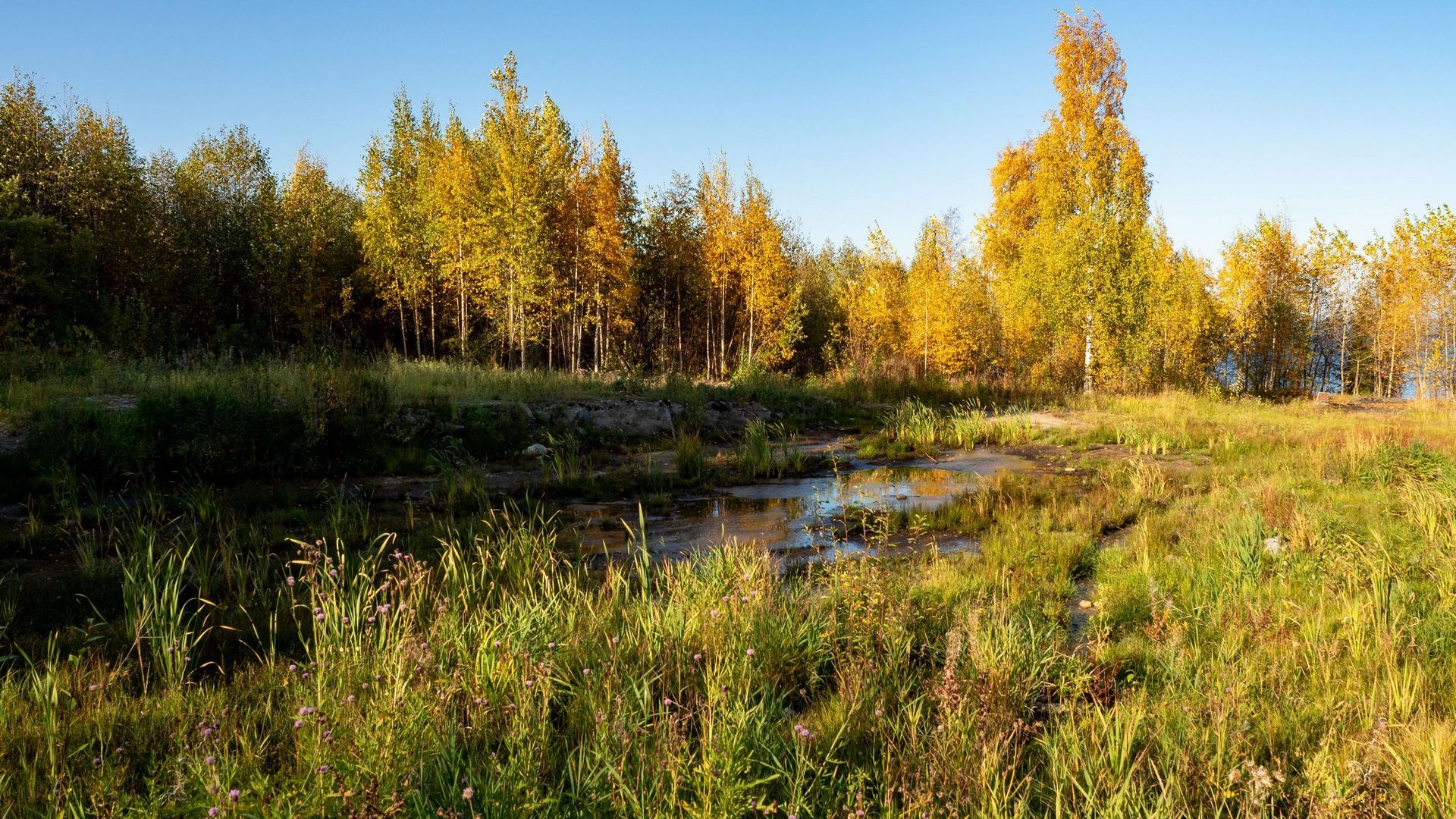Петушки.Петрозаводск thence5. (124)