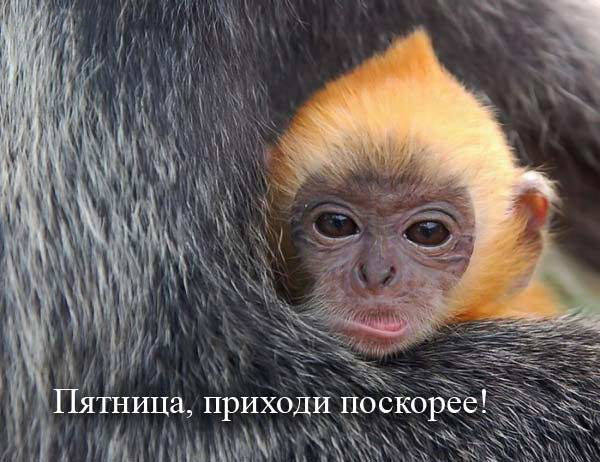 VFL.RU -  