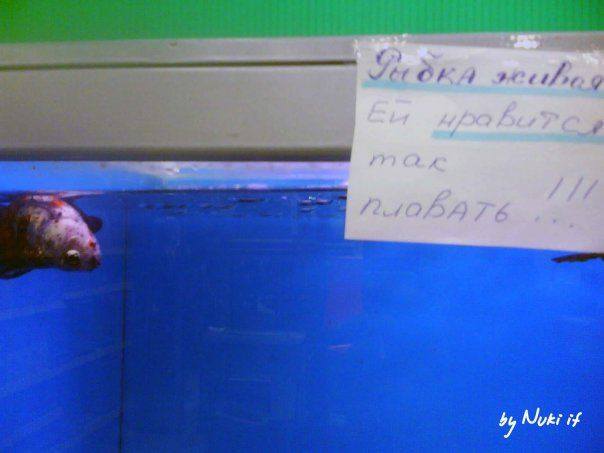 VFL.RU -  